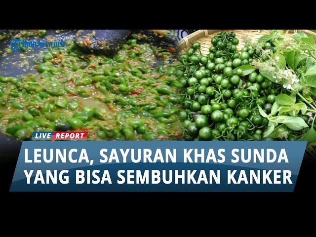 Bukan Cuma Sekedar Lalapan Makanan Khas Sunda, Leunca Ternyata Bisa Sembuhkan Kanker