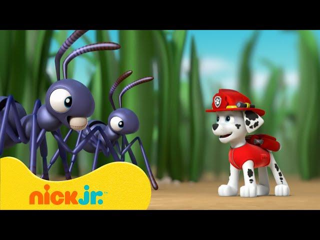 Щенячий патруль | Щенячий патруль спасает малыша! | Nick Jr. Cyrillic