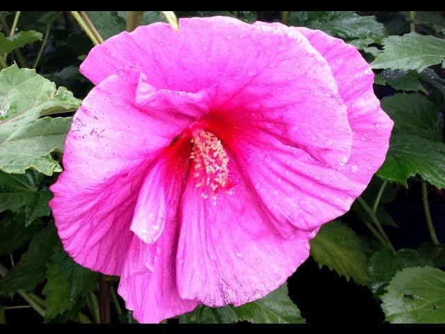 Best Perennials - Hibiscus 'Fantasia' (Rose Mallow)