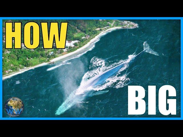 How Big Do Blue Whales Actually Get?