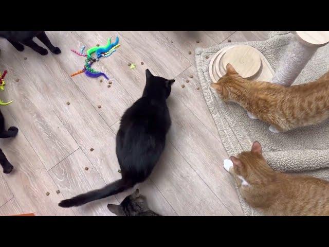 Cats #REACT To Snacktime