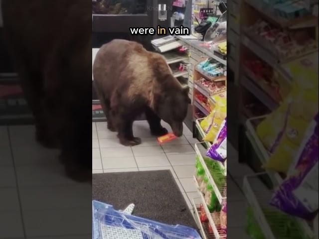 This bear always steals its favourite food from people  #shorts