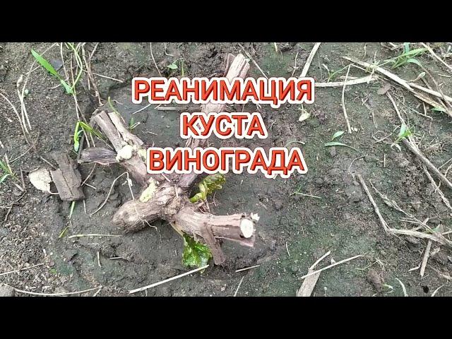 Виноград не просыпается? РЕАНИМАЦИЯ -куста   #реанимациявинограда #выращиваниевинограда