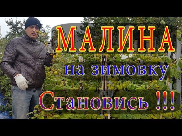 Малина.Подготовка малины к зиме. Зимовка малины. Обработка малины. Малина зимой. Пригнуть малину.