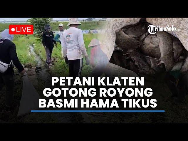 LIVE: Petani di Klaten Ramai-ramai Gotong Royong Membasmi Hama di Klaten