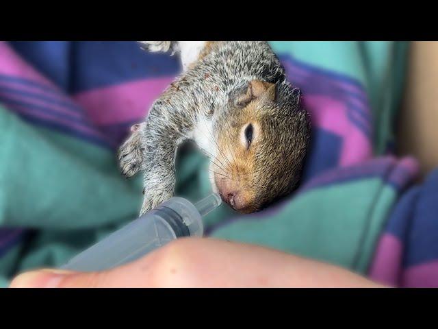 ...i finally saved a squirrel