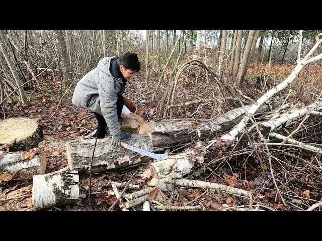 Завалили березу. Береста. Дрова. Мотоблок МТЗ-09Н.