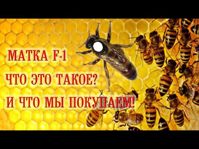 Матка F-1 - что это такое? И что мы покупаем! | F-1 queen bee - what is it? And what are we buying!