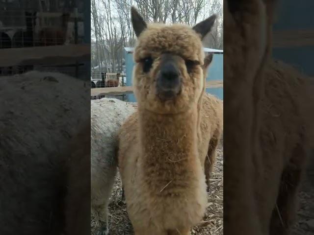 Would the alpaca littles be scene kids listening to Simple Plan?