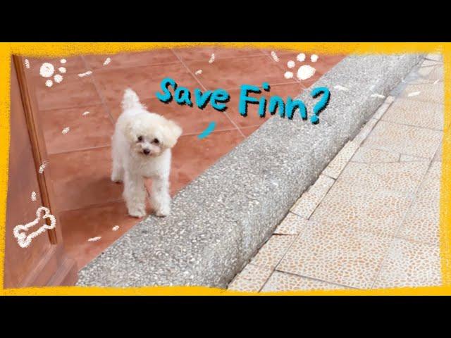 TOY POODLE PUPPY LEARNS TO JUMP| The Poodle Mom