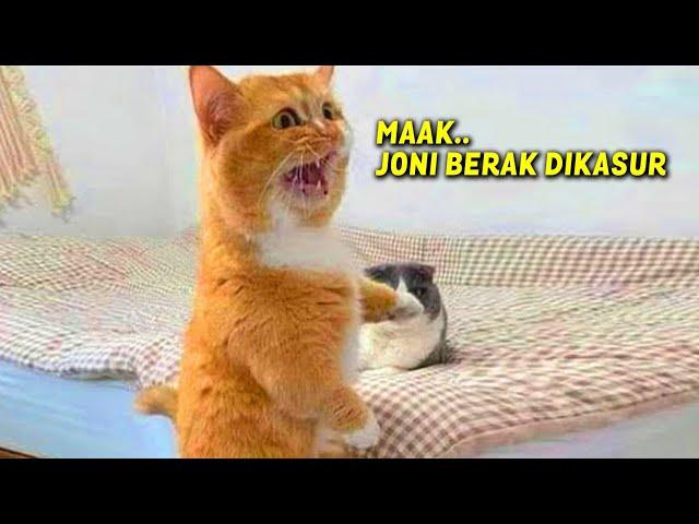 MOMEN KETIKA KUCING BISA NGOMONG SUARANYA LUCU BANGET ~ Kucing Lucu Bikin Ngakak