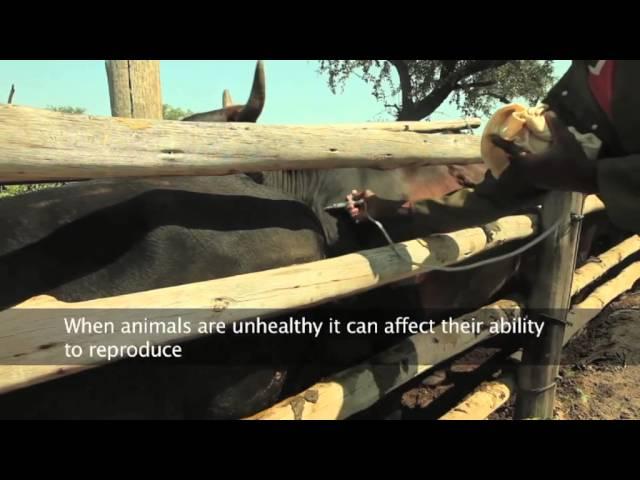 Building Livestock Farmer Resilience in Emergencies