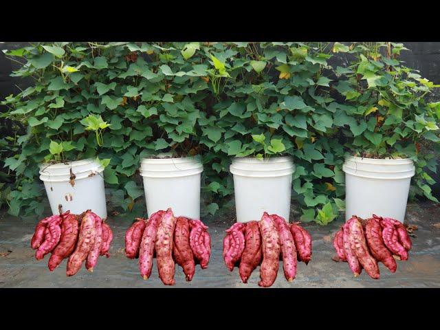 Grow sweet potatoes at home with this secret, you will have a good harvest