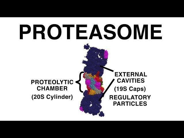 THE PROTEASOME, UBIQUITINATION, AND PROTEIN DESTRUCTION