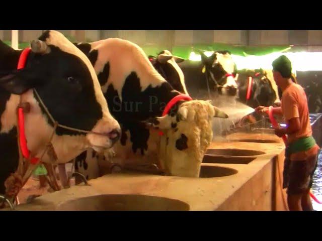 Biggest Cow Farm in Bangladesh 2021 | AL Madina Cattle Farm 2021 | Big big cow 2021