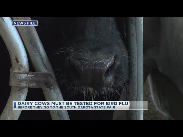 Dairy Cows Must Be Tested For Bird Flu Before They Go To The South Dakota State Fair