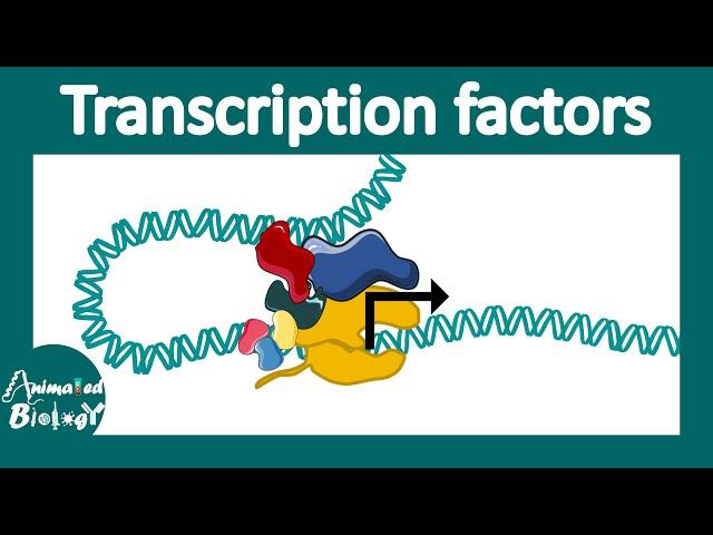 Transcription factors | general transcription factors | transcription factor networks | Molbio