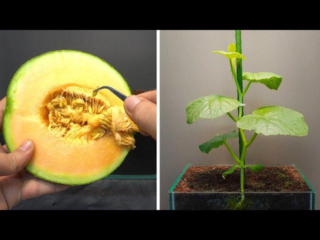 Growing Melon From Seed - 50 Days Time Lapse