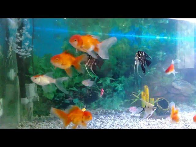 Dream Aquarium !! Fish Tank Water Sounds, Music,  Aquarium Sounds For Sleeping, Relaxing Fish