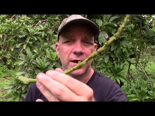 How to Graft Onto a Mature Avocado Tree