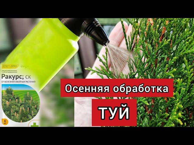 Осенняя обработка хвойных. Препарат ракурс: на сколько хватило 1 пачки?