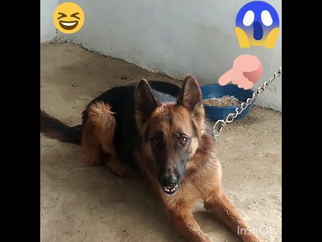 jarman safab dog‍ dangers moment  vedio#short