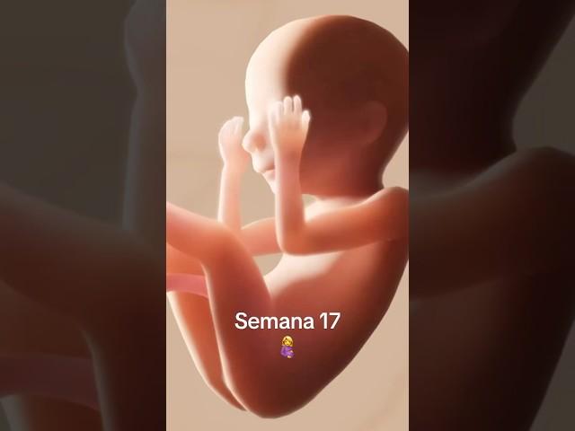 Semana 17 #embarazo #bebe #embarazada #ecografia