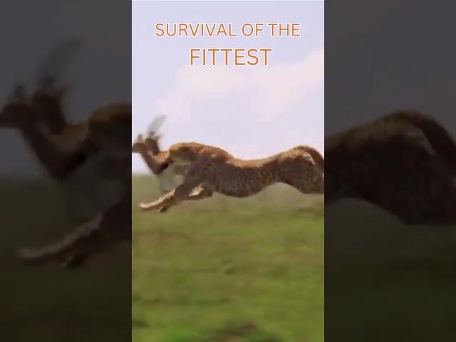 Survival of the Fittest #wildlife #documentarychannel #animals