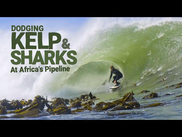 Surfing amongst kelp and sharks at Africa's Pipeline