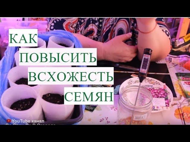 КАК ПОВЫСИТЬ ВСХОЖЕСТЬ СЕМЯН. ПОСЕВ ВИОЛЫ И ВЕРБЕНЫ.