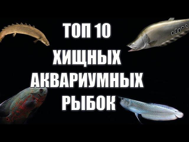 Топ 10 хищных аквариумных рыбок для вашего аквариума