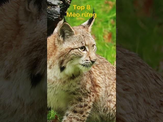 Top 10 loài họ mèo hung dữ nhất thế giới #top10 #top #animals #cat #cats #shorts #viral #viralshorts