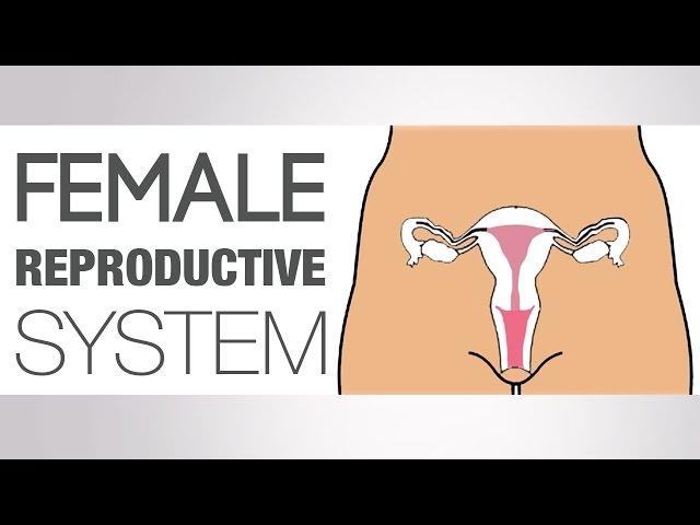 What is the Female Reproductive System - The Naked Truth | Her Body