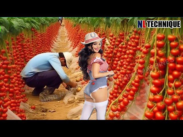 The Most Modern Agriculture Machines That Are At Another Level , How To Tomatoes In Farm