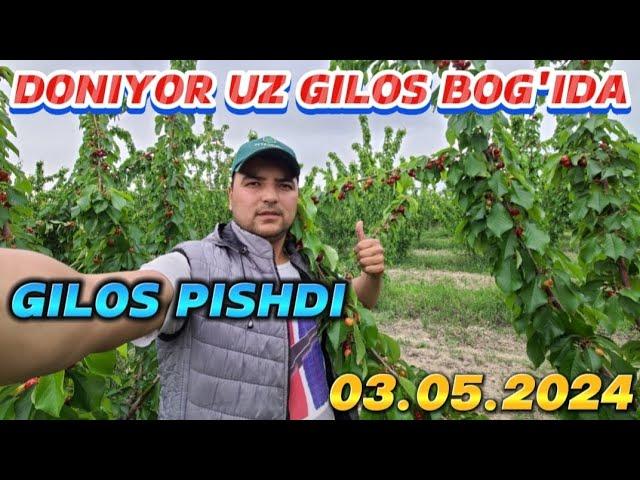 3 MAY 2024 GILOS PISHDI DONIYOR UZ VIDEO ABZOR