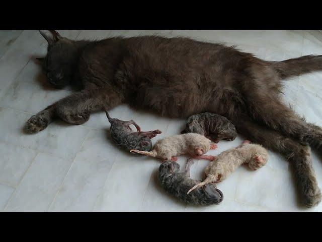 Mother Cat Ignoring Kittens And Kittens Can't Drink Milk At It's Own - 1 Kitten Born With Open Eye