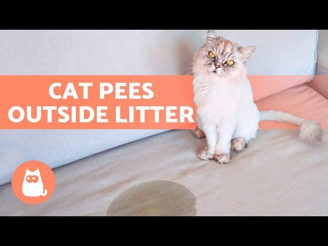 My CAT PEES EVERYWHERE  (Why and What to Do)