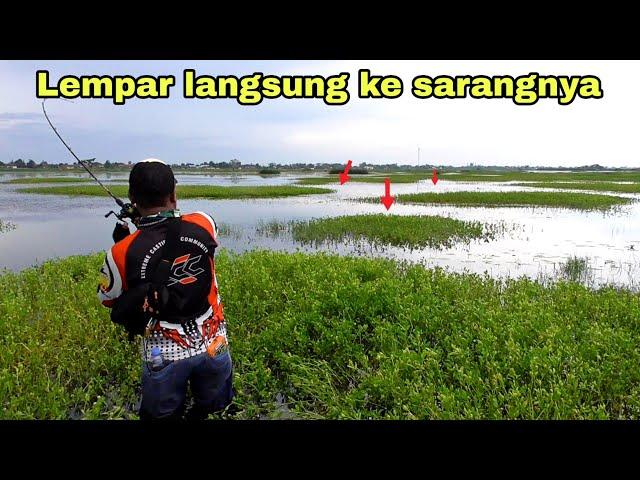 GABUS RAWA BUAT SAYA SPORT JANTUNG || CASTING GABUS RADA LURE FISHING