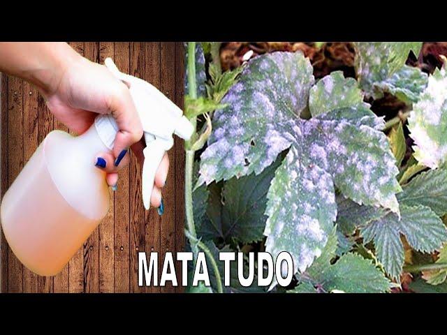 Mata Fungos, Oídio e Mofo nas plantas (Receita rápida sem gastar nada)