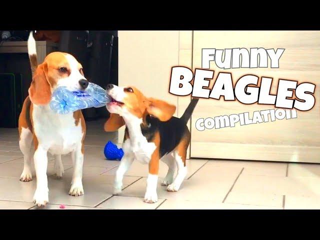 THE ULTIMATE FUNNY BEAGLE COMPILATION | Louie and Marie The Beagles