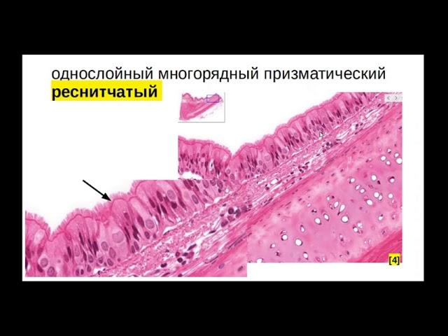 Эпителии ч2: Классификация эпителиальных тканей. Однослойные и многослойные эпителии.