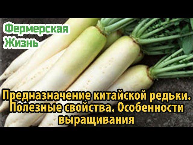 Предназначение китайской редьки  Полезные свойства  Особенности выращивания