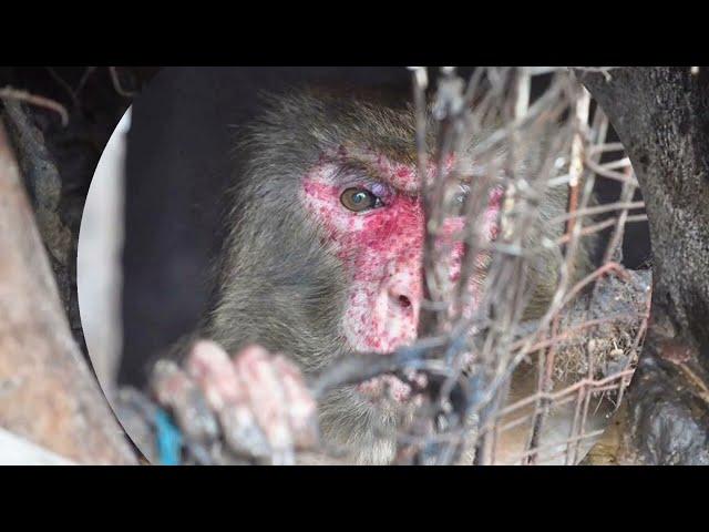 Rescue of a monkey from a cage. Hope for life