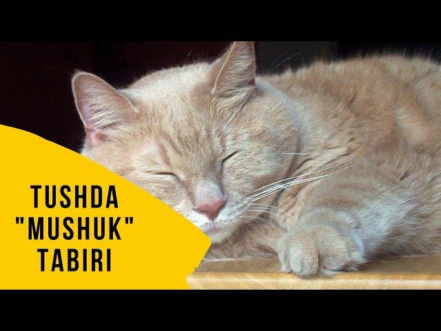 TUSHDA MUSHUK TABIRI | MUKAMMAL TABIR