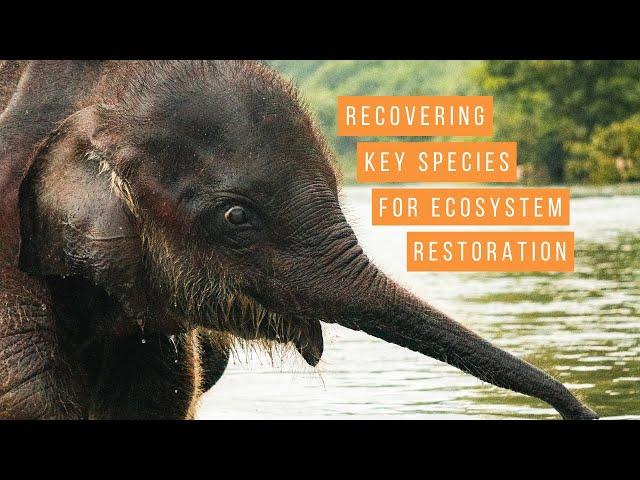 Recovering Key Species for Ecosystem Restoration | World Wildlife Day