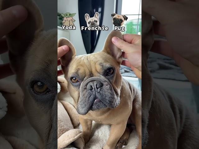 Yoda, Frenchie, puuugg  #dog #frenchie #frenchbulldog #pug #cutedog