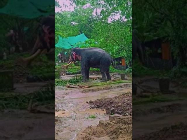 Kerala eli pant Zoo Vera level sean Don't miss end  #keralaelephant #shirts