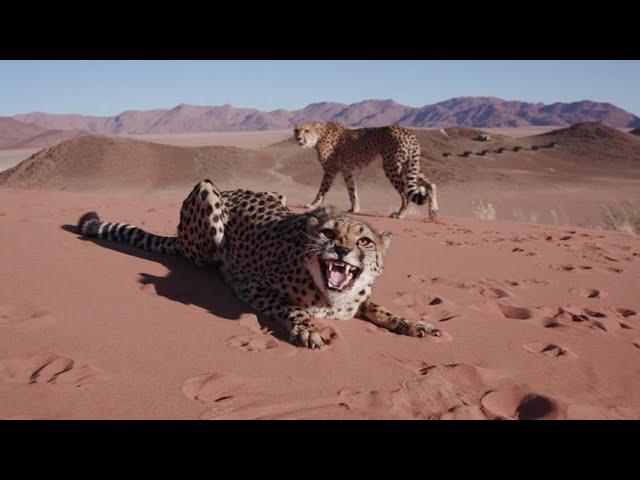 Wild Big Cats: Majestic Creatures of the Wild