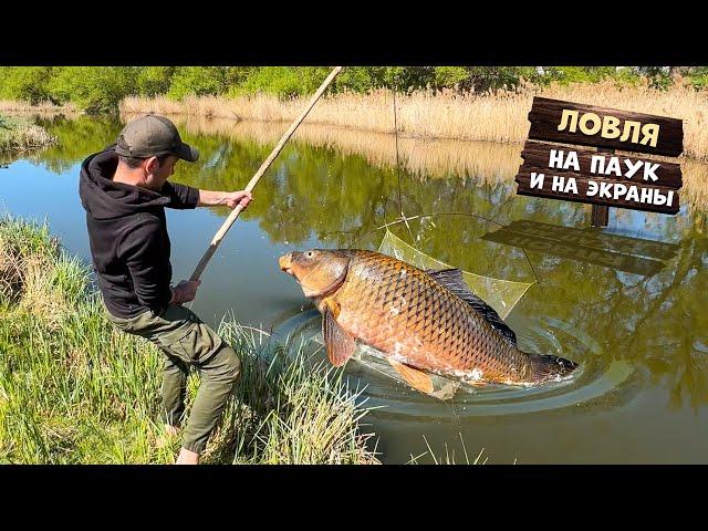 Ловля на паук и Экраны Поплавочная рыбалка на уклею