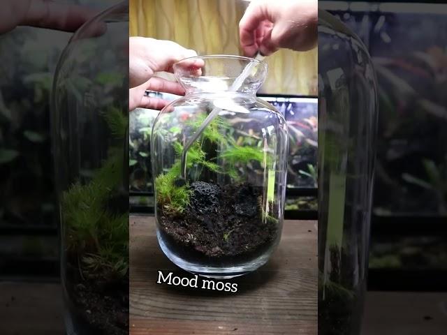 How To Make a Self Sustaining Terrarium!